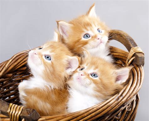 wallpaper katten|kitten pictures to download.